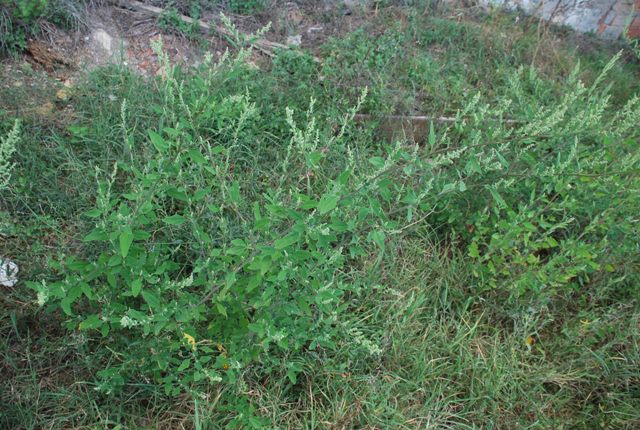 Chenopodium album